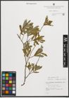 Foto von Salix purpurea L.